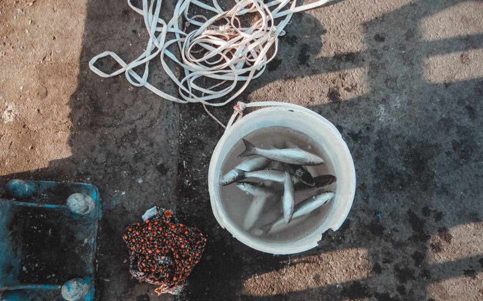 Round-the-Clock Access and After-Hours Bait Procurement